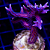 Seriatopora Hystrix Purple - Imagem 1