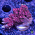 Acropora Superman Table - Imagem 1