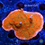 Montipora Grinch - Imagem 1