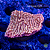 Montipora Slow Burn - Imagem 1