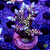 Acropora Nasuta Rainbow - Imagem 1