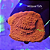 Montipora Capricornis Orange Grafted - Imagem 1