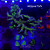 Seriatopora Birds of Paradise G - Imagem 1