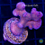 Stylophora Pink Tonga - Imagem 1