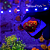 Favia Red - Imagem 1
