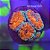 Acan Lordhowensis B - Imagem 1