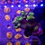 Pocilophora Purple Green - Imagem 1