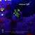 Pocilophora Purple Green - Imagem 1