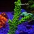 Acropora Yongei Green - Imagem 1