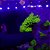 Acropora Yongei Green - Imagem 3