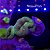 Lobophyllia Corymbosa - Imagem 1