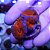 Acanthastrea Lordhowensis (C) - Imagem 2