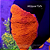 Montipora Capricornis Orange - Imagem 1