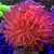 Goniopora Red (P) - Imagem 1
