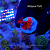 Alga Atomic Broccoli - Imagem 1