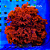 Alga Atomic Broccoli - Imagem 2