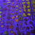Zoanthus & Palythoas Evento BT01 - Imagem 1