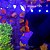 Montipora Forest Fire - Imagem 4