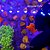 Montipora Forest Fire - Imagem 2