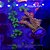 Acropora Victoria Passion - Imagem 1