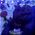Seriatopora Blue Zing Birdnest (A) - Imagem 1