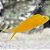Yellow FIJI Canary Blenny - Imagem 1