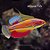 Carpenters Flasher Wrasse - Imagem 1