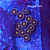 Zoanthus + Xênia Blue - Imagem 1
