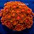 Goniopora Orange - Imagem 1