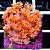 Goniopora Orange - Imagem 2