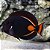 Achilles Tang - Imagem 1