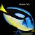 Hepatus Yellow Belly - Imagem 1