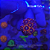 Zoanthus X-Men - Imagem 1