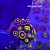 Zoanthus (Sem ID) - E - Imagem 1