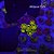 Zoanthus (Sem ID) - F - Imagem 1