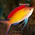 Anthias Dispar - Imagem 1
