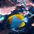 Butterfly Pyramid (Adulto) - Imagem 1