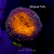 Lobophyllia Corymbosa Grade A - Imagem 1