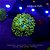 Hydnophora Blueberry Blast Jason Fox - Imagem 1