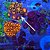 Zoanthys Eye of Rah + Palythoa Pandora - Imagem 2