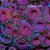 Palythoa Purple Death - Imagem 1