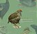 Poster Aves da Floresta Atlântica Volume 2 - NOVA EDIÇÃO! - Imagem 7