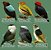 Guia de Aves da Floresta Atlântica - Imagem 4