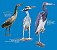 COMBO: Poster + Guia de Aves Costeiras - Imagem 7