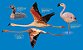 COMBO: Poster + Guia de Aves Costeiras - Imagem 6