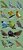 COMBO: Guia de Aves + Posters Floresta Atlântica 1 e 2 + Aves Cerrado + BRINDE: Guia de Aves de Foz do Iguaçu - Imagem 4