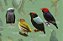 COMBO: 2 POSTERS + GUIA das Aves da Floresta Atlântica - Imagem 7