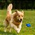 Brinquedo Bola Futebol Americano Cães Furacao Pet - Imagem 2