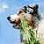 All Love Comidinha com Ingredientes Orgânicos para Cães Veggie 1kg Dr Stanley - Imagem 3