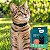 Kit com 2 Coleiras Naturais com Neem e Erva-Santa-Maria para Gatos | Zenpet - Imagem 2